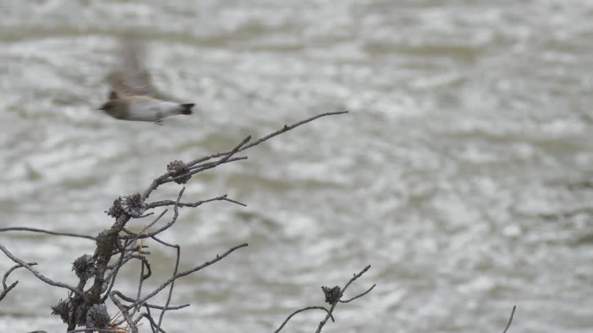 A small brown bird perches quietly on a thin leafless branch before suddenly taking flight leaving the empty twigs to sway gently against the blurred backdrop of a fastflowing river