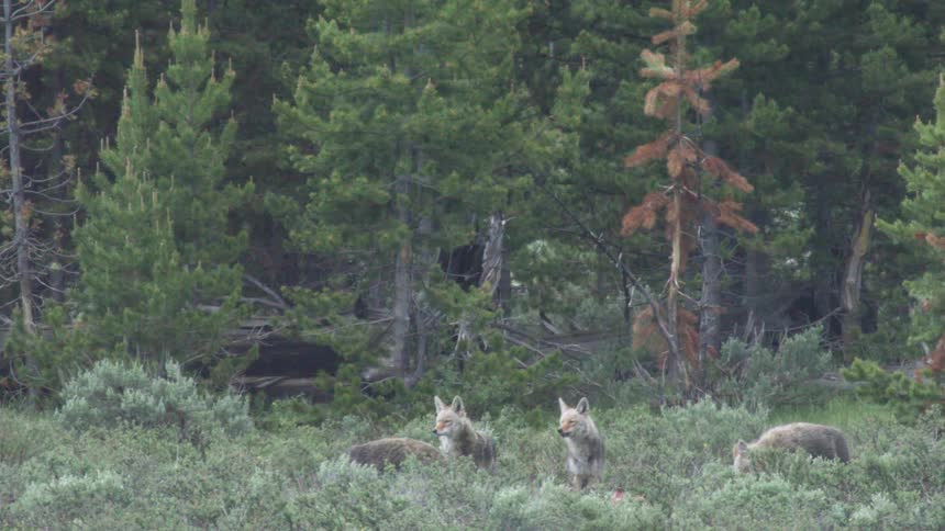 Coyotes eating grass outside of the forest