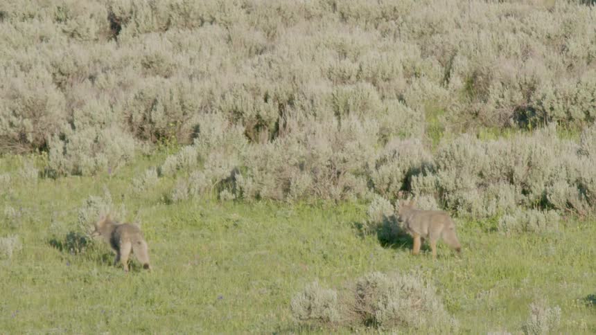 Sunlight shines on a field of grass and bushes as two coyotes look around and walk away