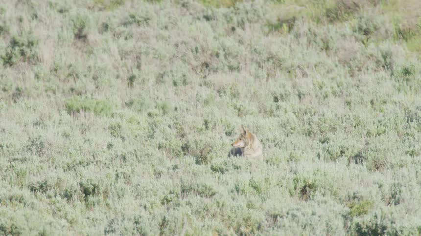 A gray coyote walks slowly through a dense field of sagebrush on a sunny hillside