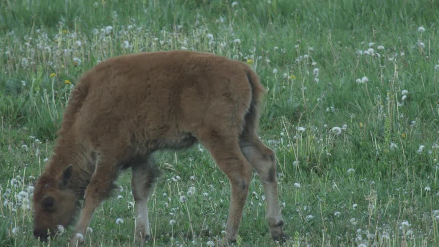 An animal walks through a field of flowers and is grazing