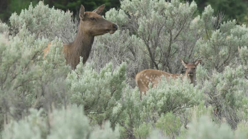 Fawn stands next to its mother among frost covered brush on a winter day