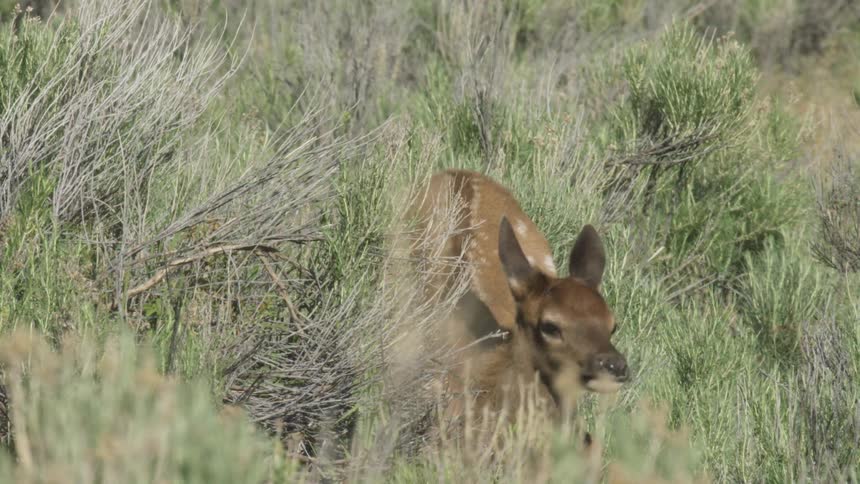 A young elk calf with white spots stands alert in a field of sagebrush the calf eventually lowers its head and disappears into the thick green brush