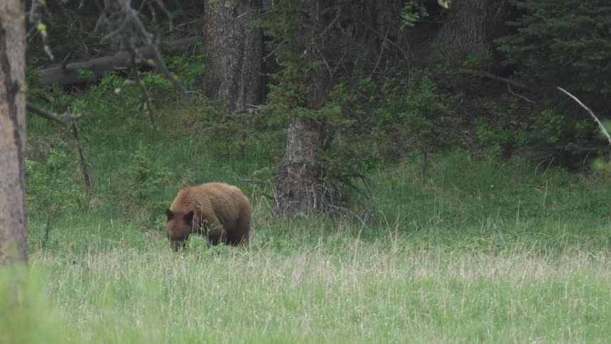 Bear standing in a field eating tall grass outside of the woods