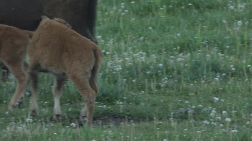 Two small reddish brown bison calves touch noses and play in a green field with white wildflowers while an adult bison grazes in the background