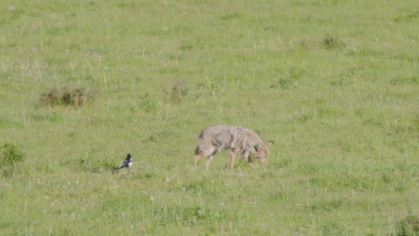 A coyote and bird outdoors