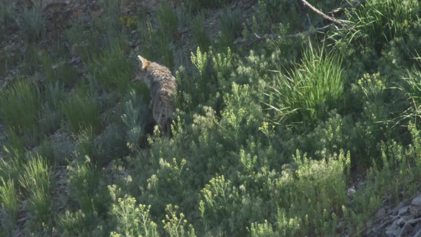 A lone wolf walking across a grassland on a sunny day