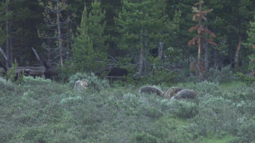 The video captures a pack of wolves in a brushcovered field at the edge of a forest while most of the wolves are clustered together in the center one wolf on the left stands alert and looks toward the camera
