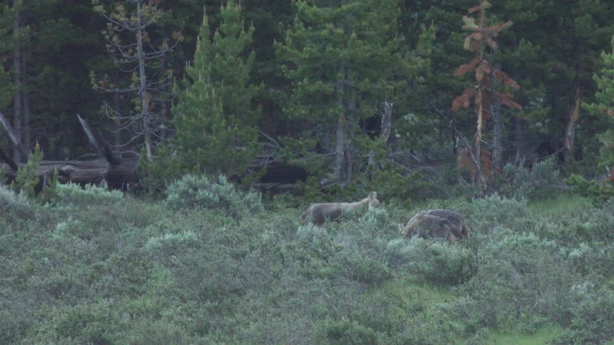 Tan coyotes walk through a field of low green brush near a dense forest of evergreen trees on a cloudy day