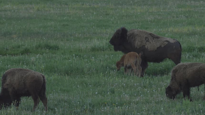 A small herd of bison grazes in a lush green meadow filled with wildflowers where two young calves stay close to an adult while others roam peacefully through the tall grass under a soft overcast sky