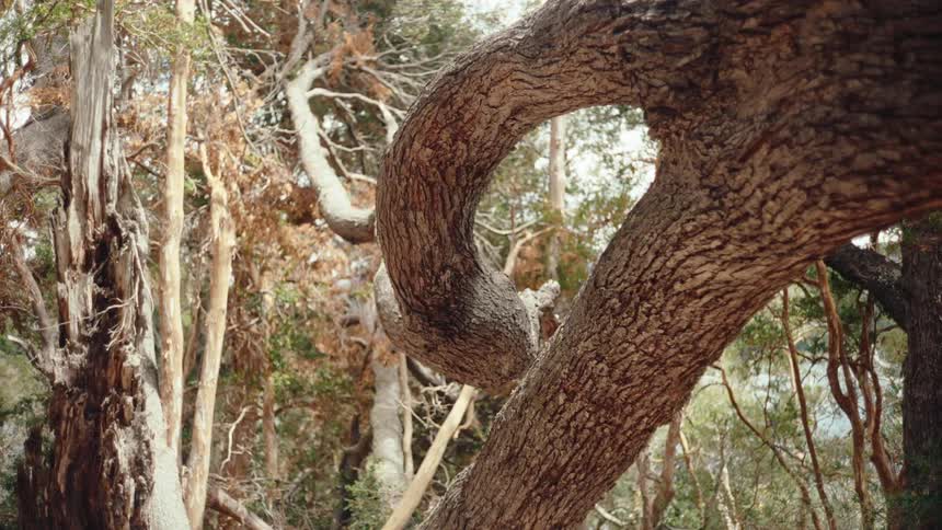 Branch leaving a fork on a tree in the forest on an autumn day curves and twists