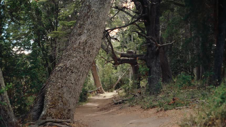 A dirt path winds through a dense forest filled with tall weathered trees and lush green foliage soft sunlight filters through the canopy illuminating the quiet trail and the textured bark of the leaning trunks