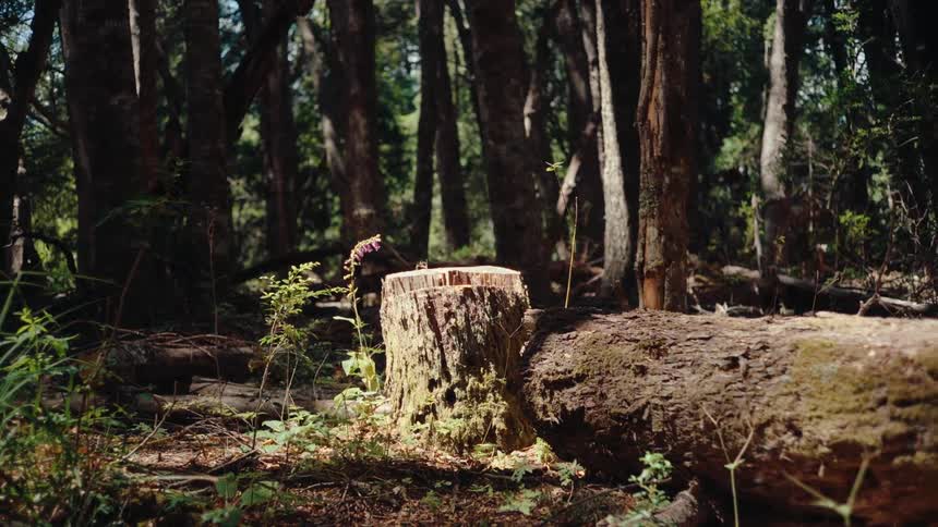 Tree stump next to a log in a grove outdoors during day time