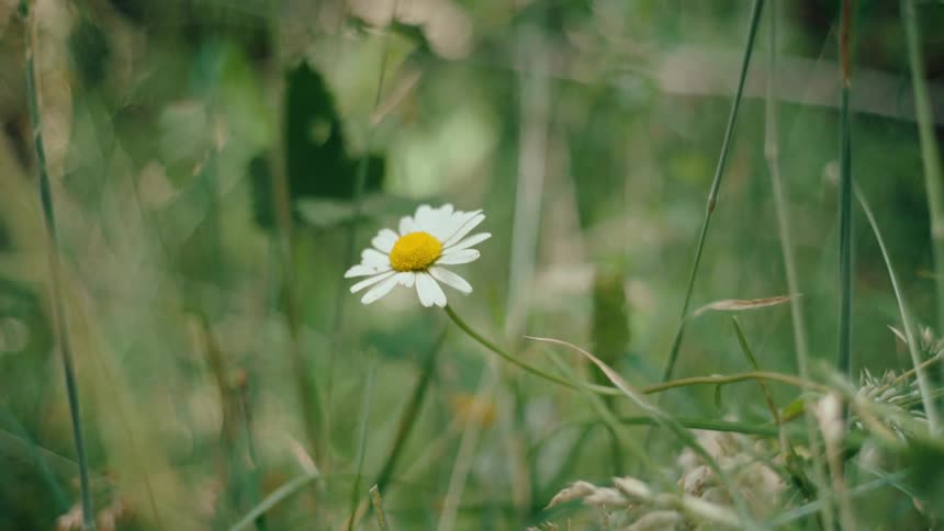 A single white flower has bloomed in a field