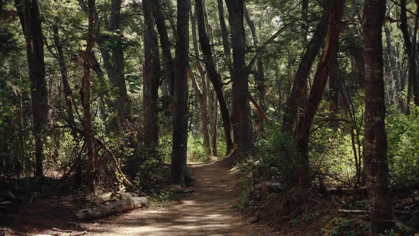The sun is shining on the forest