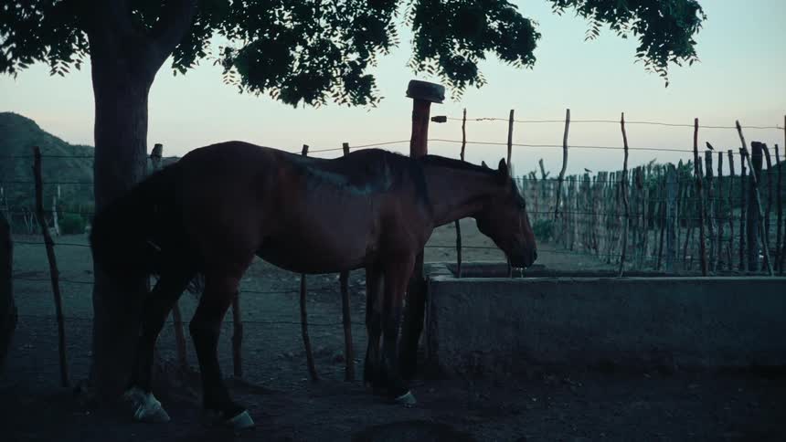 A horse is under a tree drinking from a trough