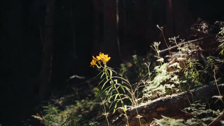 A view of a flower in a forested area