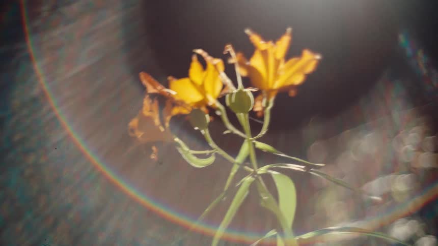 This video shows a cluster of orange lilies glowing under a bright direct light source that creates a prominent circular lens flare the shot has a vintage cinematic feel with visible film grain and soft bokeh in the dark background