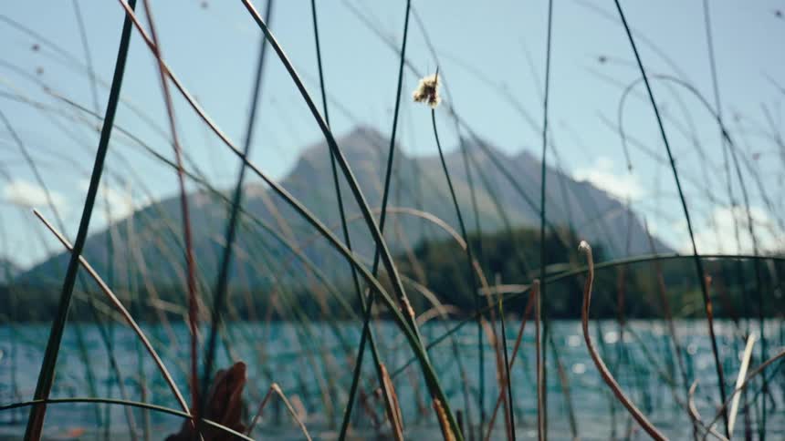 Vegetation by a lake with a mountain in the background