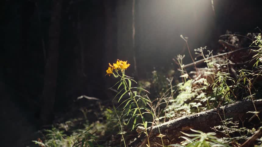 Bright light shines on a flowering plant in the forest at night