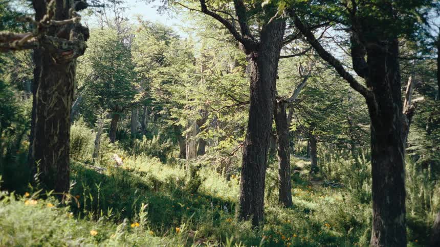 Trees among plants and vegetation on a hill outside of the forest