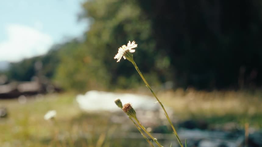 The video shows a closeup of a small white wildflower swaying gently in the breezethe background is a softfocus meadow under bright natural sunlight