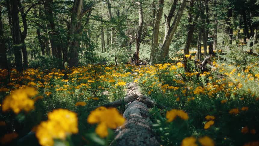 Field of yellow flowers in a forest with a fallen log in the center