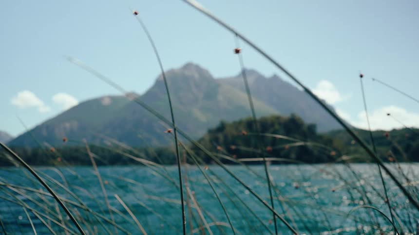 Reeds by a lake with a blurred mountain in the background