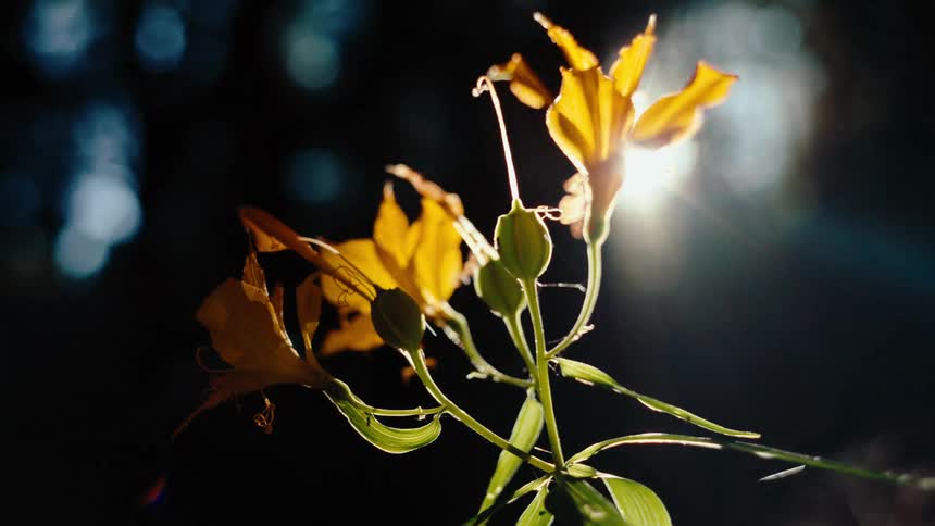 Closeup of sunlight shining on a yellow flower