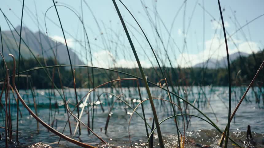 Reeds sway gently in the foreground of a clear blue lake under a bright sky distant mountains frame the horizon as small ripples move across the waters surface