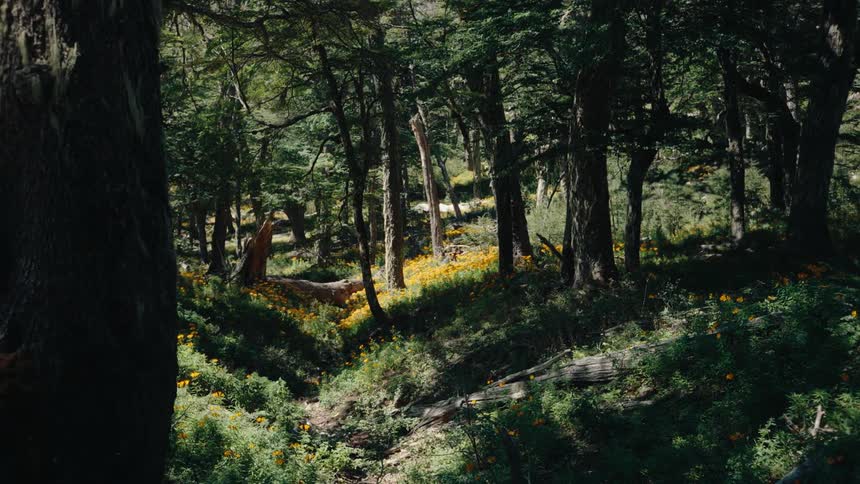 Plants and flowers among trees on a hill in the woods