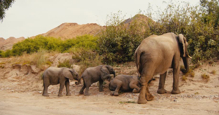 Several baby elephants gather around a resting calf on a dusty clearing nudging it gently as a larger adult stands nearby and slowly steps forward while the group remains clustered together against a backdrop of scrubby hills and brush