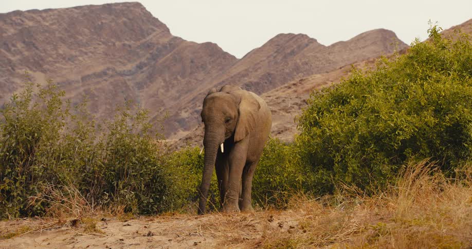 A lone african elephant walks forward across a sandy path in an arid valley bordered by dense green bushes and massive brown mountains under a clear sky