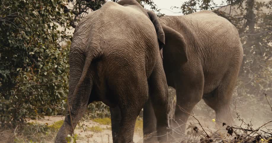 Two large elephants stand close together in a dusty brushfilled environment one elephant faces away from the camera while the other nudges it playfully with its head and trunk