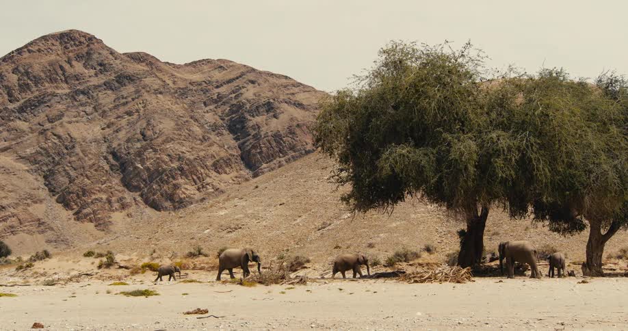 The herd of elephants walk towards the shade of the trees