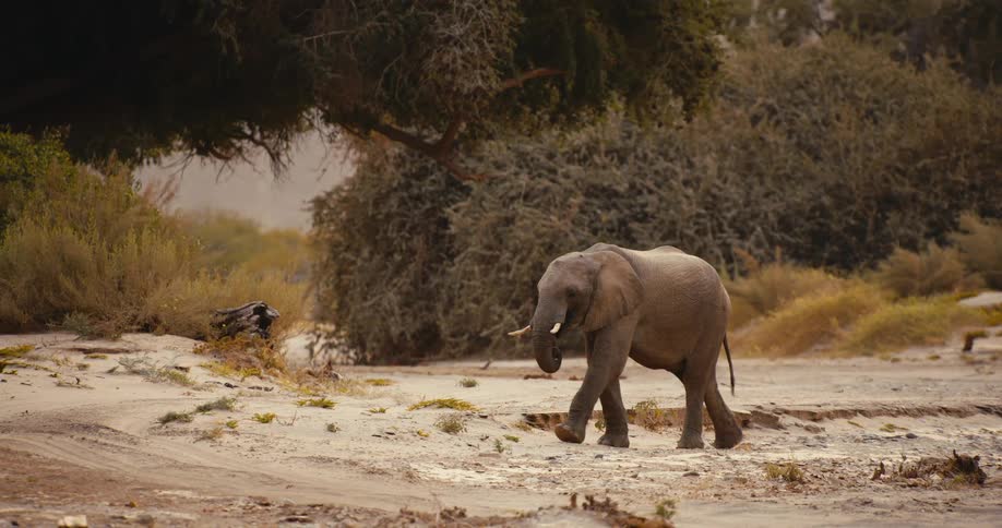 A lone elephant with tusks walks across a sandy and dry riverbed toward green bushes and a large tree during a bright day