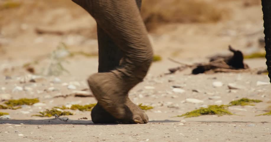 A close view shows the large gray feet of an elephant walking slowly across dry sandy ground with small rocks and scattered green plants in a bright outdoor setting
