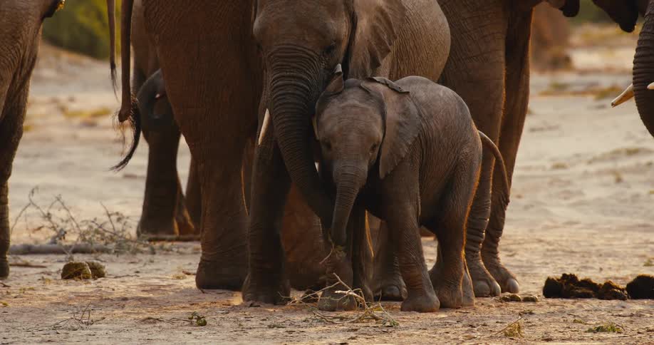 This video captures a tender moment between a baby elephant and its mother as they stand amidst a larger herd in a dry sandy environment the mother gently uses her trunk to nuzzle and guide the calf showcasing the strong social and protective bonds wit