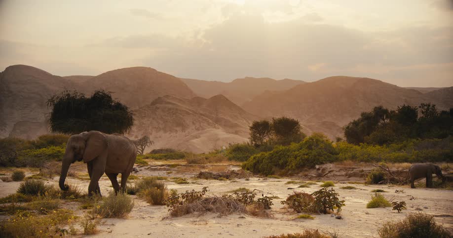 Elephant walking across the savannah picking up plants and vegetation with its trunk and eating
