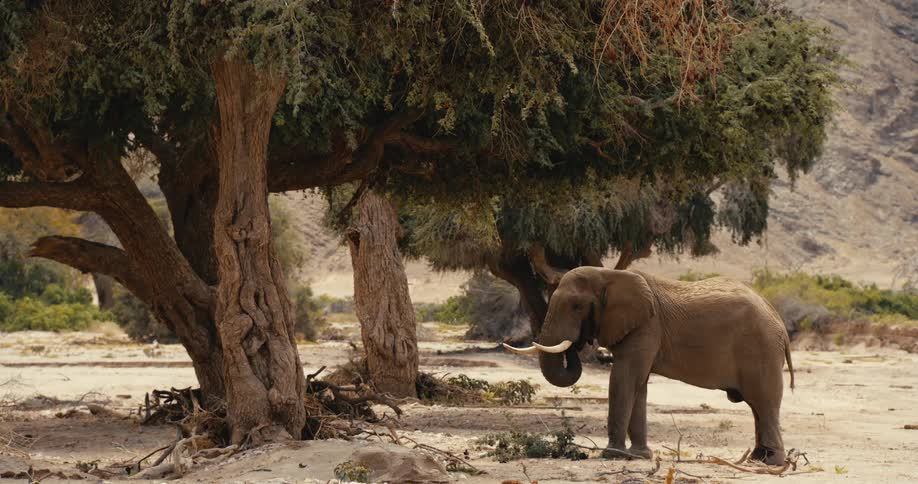 An elephant eating tree leaves in the wild at midday