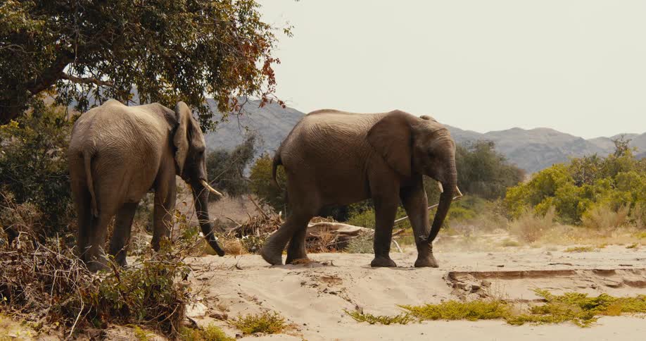 Two large elephants walk across a sandy landscape with sparse green bushes and a tall tree under a clear sky with distant mountains in the background