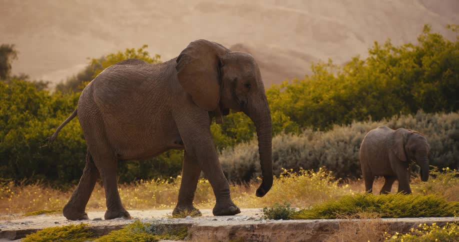 An adult elephant walks steadily along a stone ledge in a brushfilled savanna while a smaller calf follows behind through the yellow flowers both bathed in the warm hazy light of the landscape