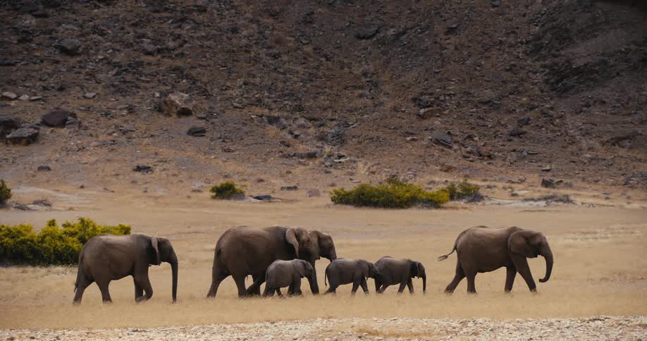 A large herd of adult elephants and several small calves walk steadily together across a wide dry savanna plain moving in a line beneath the barren slope of a rugged rocky hillside