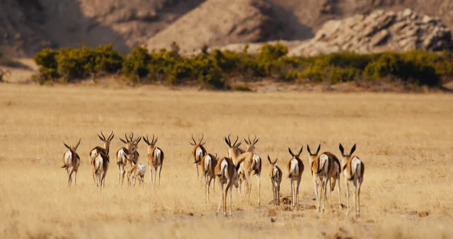 A group of gazelles walk slowly across a dry grassy plain