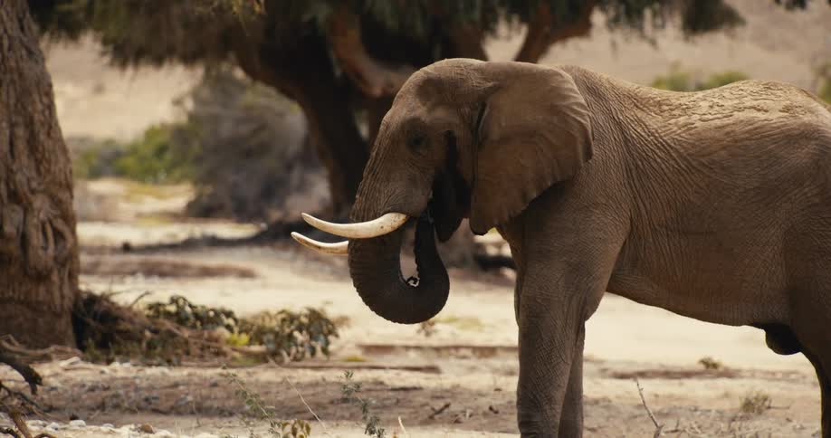 Elephant picking up plants with its trunk to eat