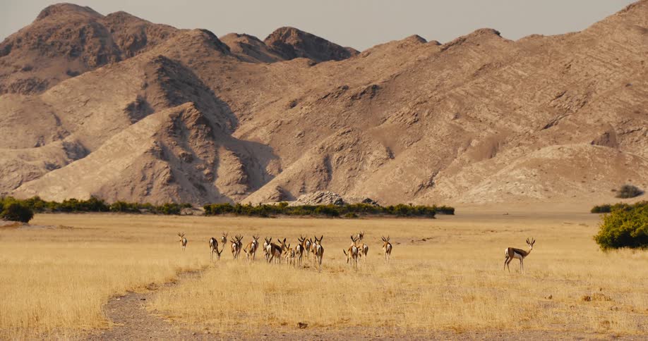 A herd of springbok stands in a dry field with large rocky mountains in the background