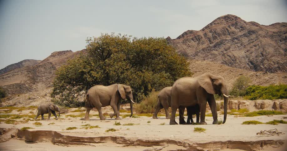 A herd of elephants including a small calf walks across a sandy arid landscape the group moves steadily past a large green tree with rugged rocky mountains rising in the background
