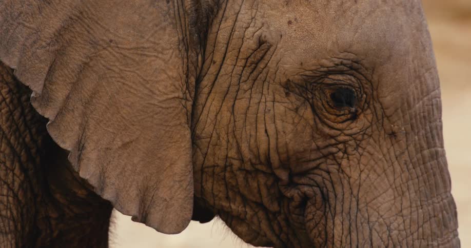 This closeup shot captures the weathered textured skin and gentle eye of an elephantthe animal remains mostly still blinking its eye slowly while the camera subtly shifts focus across its wrinkled features