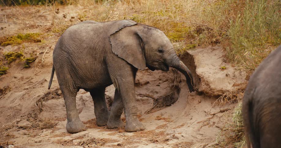 Young african elephant grazing outdoors during day time
