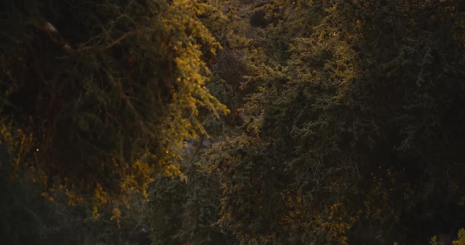 Lush green trees with small yellow flowers sway gently in the breeze during the late afternoon as soft sunlight touches the leaves in a quiet forest setting